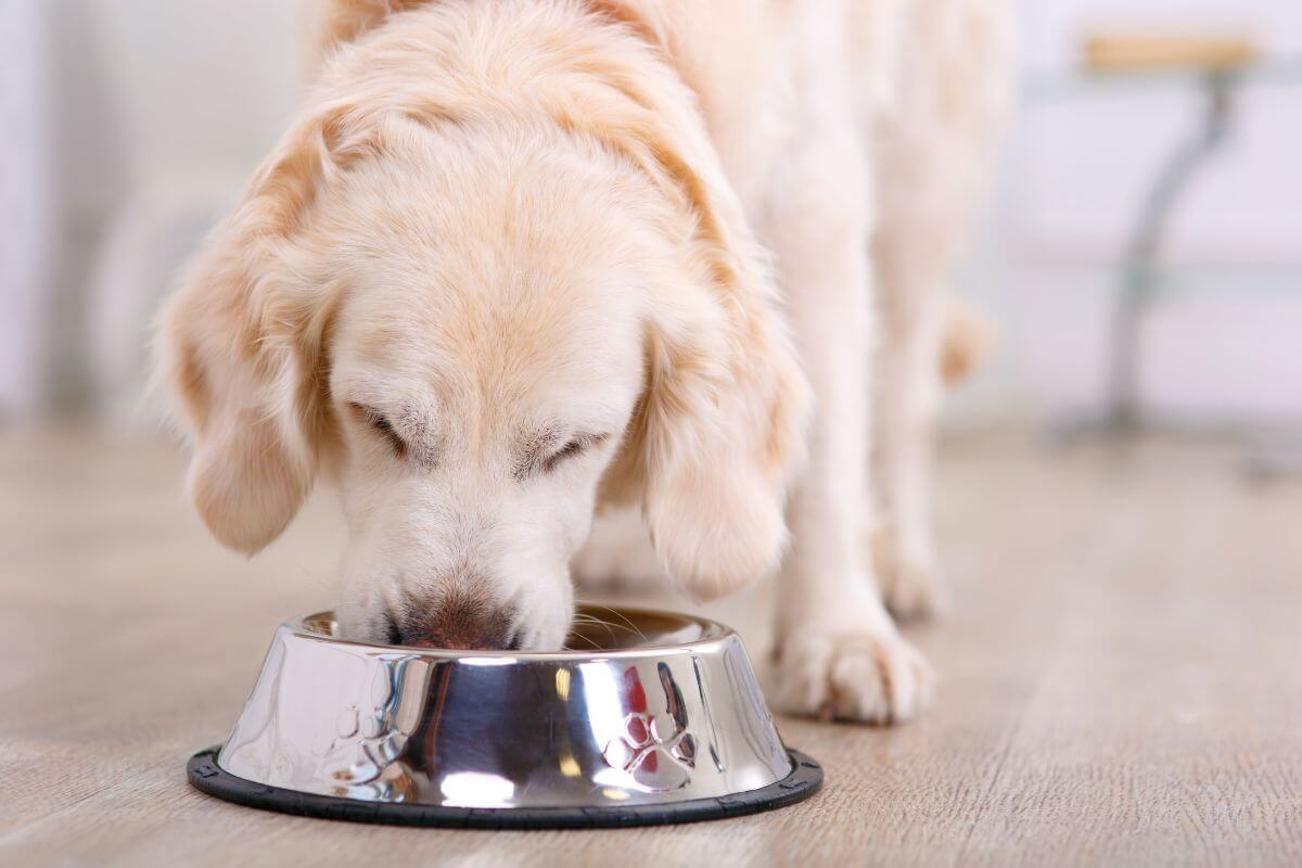 dog ate uncooked rice