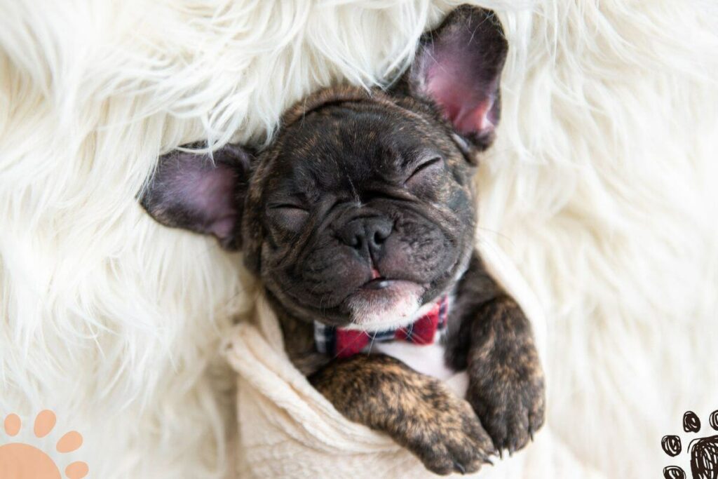12 Things to Know Before Getting a French Bulldog Puppy Petlity
