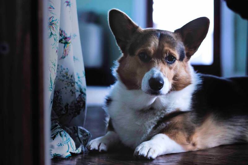 French Bulldog Corgi Mix