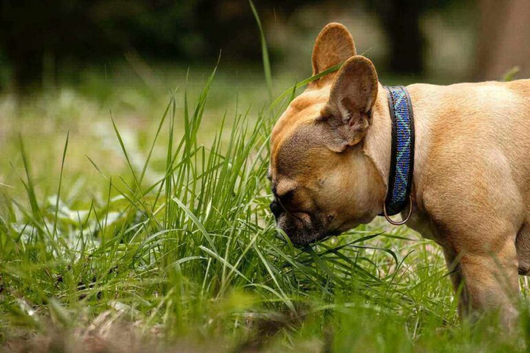Why Does My French Bulldog Eat Poop? (+ Tips to Stop It) Petlity