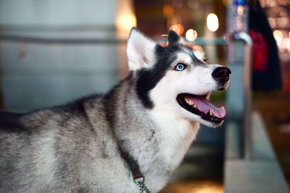 Why are Huskies so dramatic