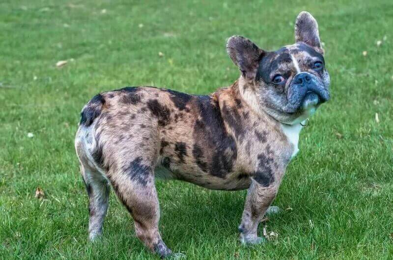 Merle French Bulldog