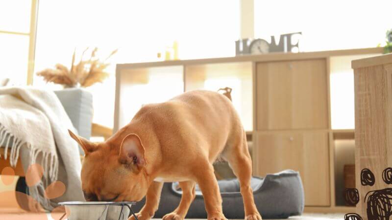 cute French Bulldog eating from bowl