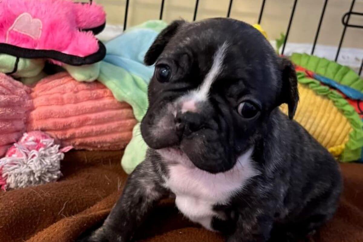 French Bulldog floppy ears