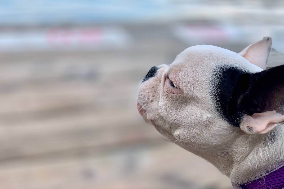 French Bulldog reverse sneezing