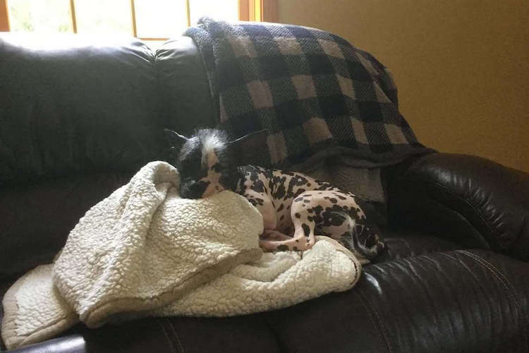 French Bulldog Chinese Crested dog laying on a couch