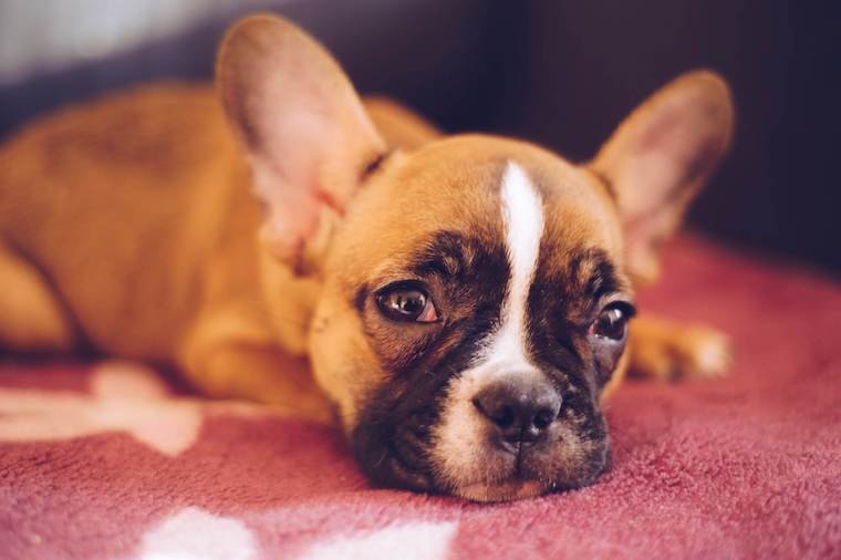 Brown Frenchie lying down on a red carpet