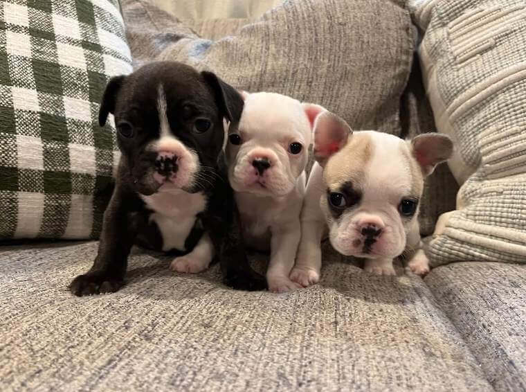 Three Frenchies seating on a couch