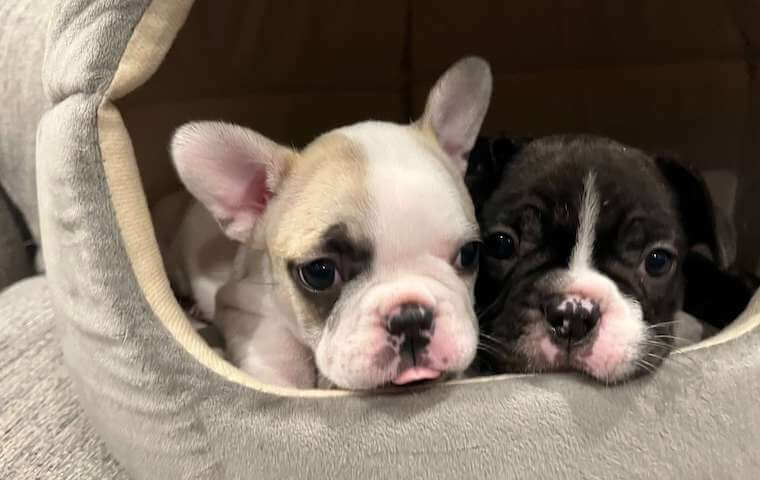 Two Frenchies lying down on bed