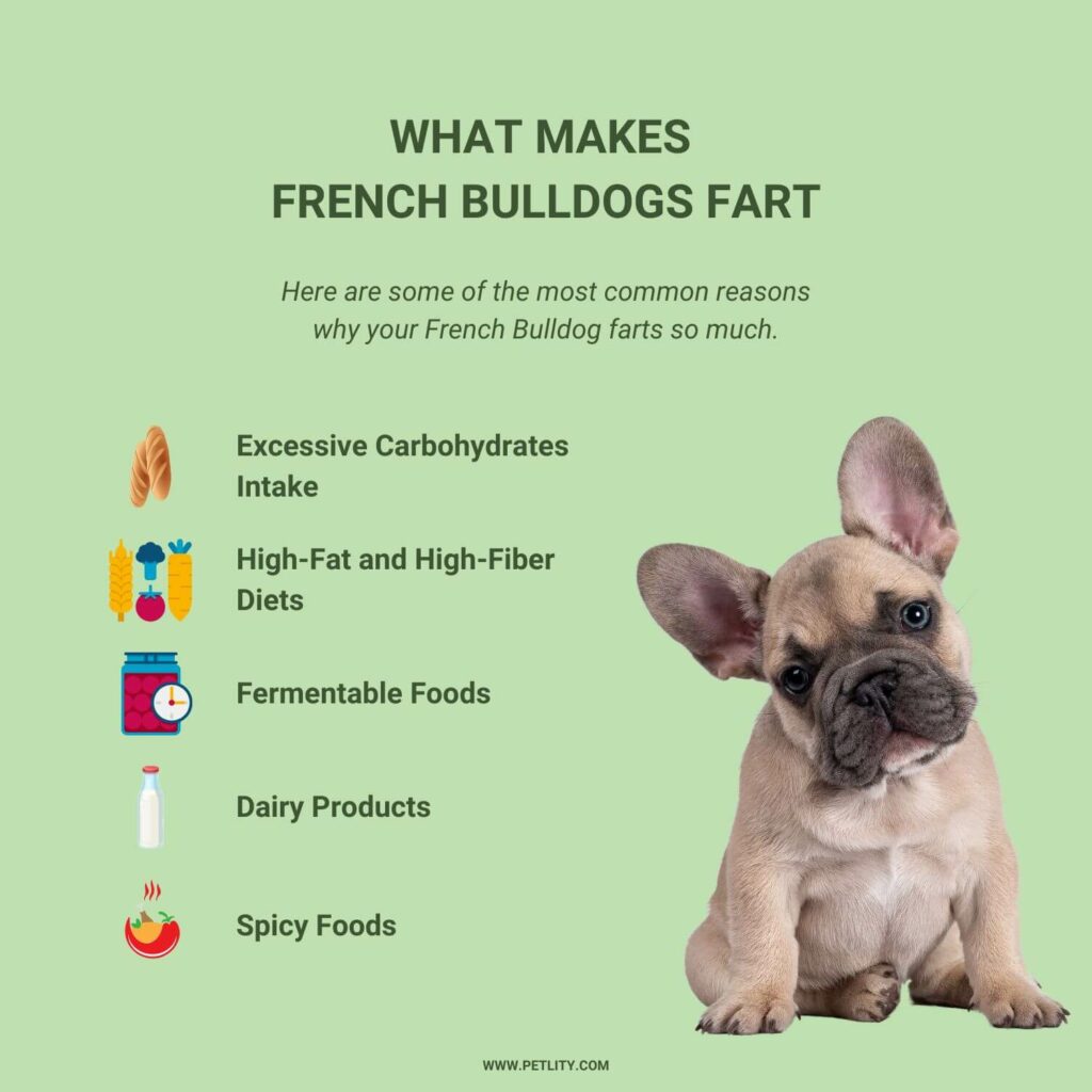 Why do French Bulldogs fart so much