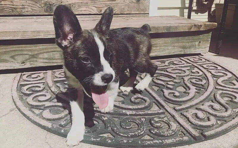 A black and white French Bulldog corgi mix