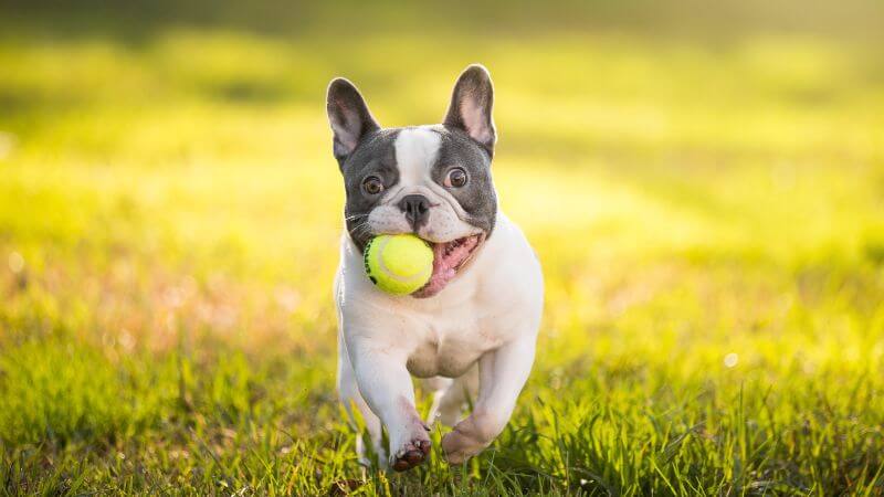 French Bulldog running outdoor