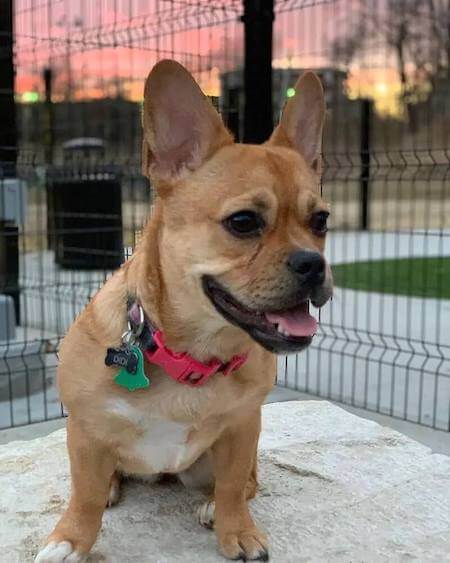 a fawn French Bulldog corgi mix outside