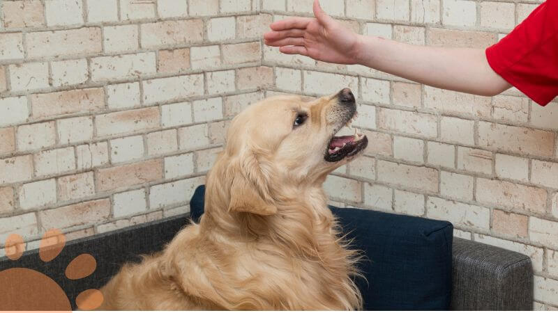 dog acting aggressive with woman on her period