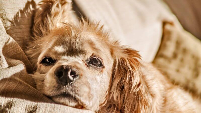 Bored dog resting on couch