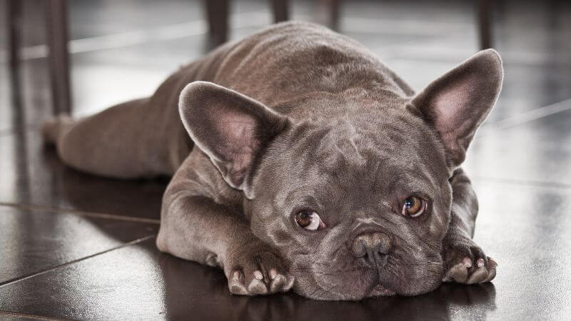 Bored French Bulldog