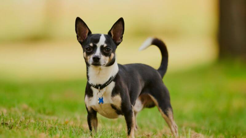 Chihuahua barking for attention