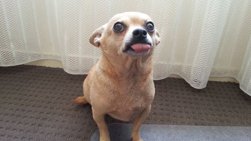 quiet Chihuahua looking up