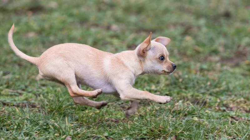 Chihuahua running oudoors