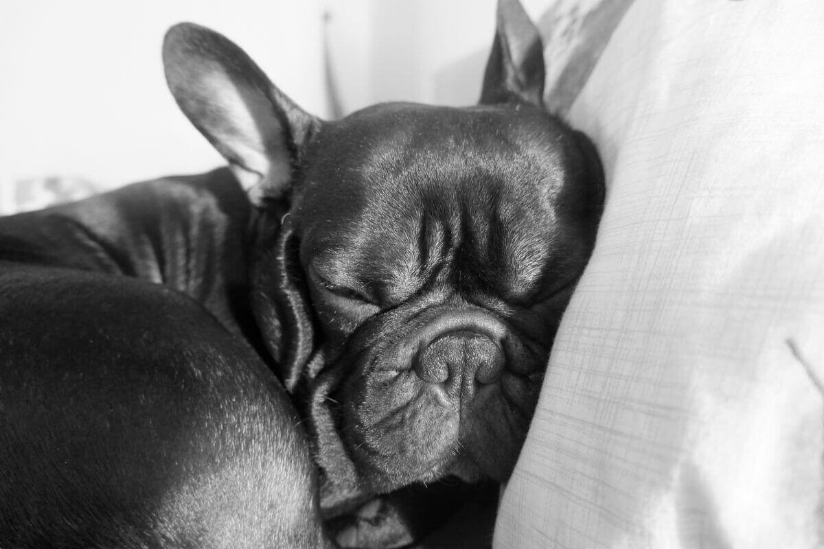 do French Bulldogs snore