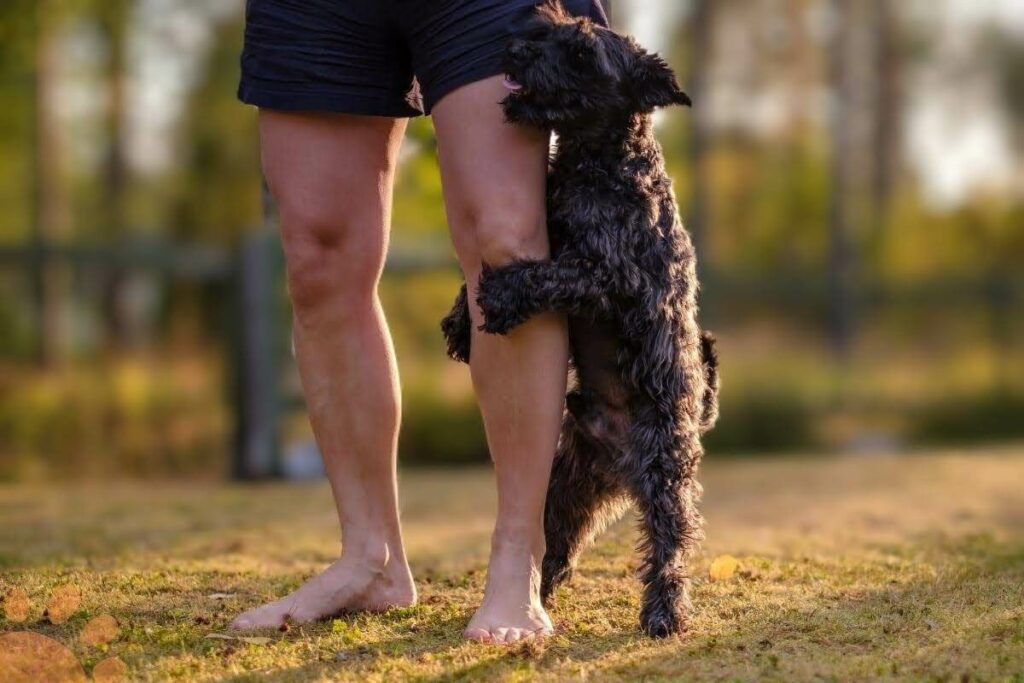 Why Does My Dog Grab My Leg? (Reasons Explained) Petlity
