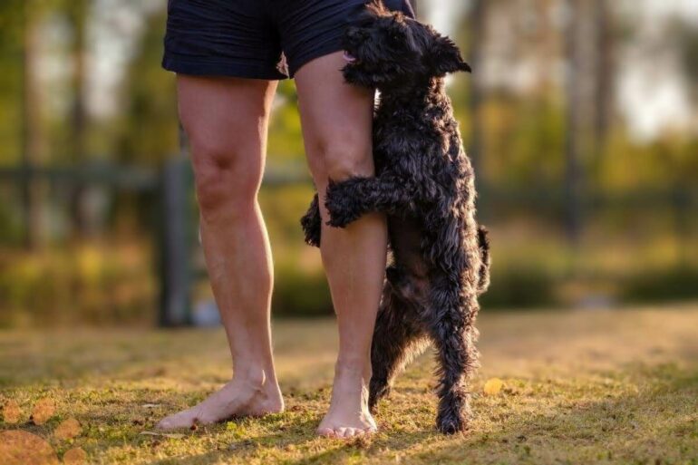 Why Does My Dog Grab My Leg? (Reasons Explained) Petlity