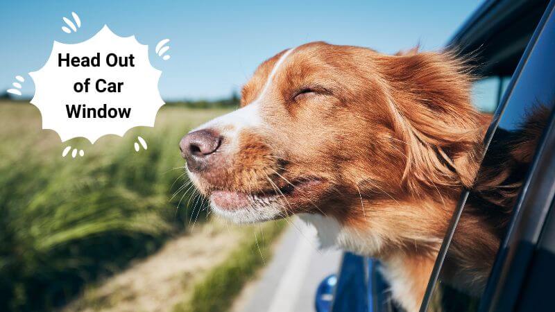 dog head out car window