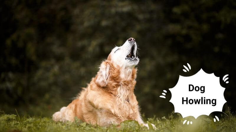 dog howling