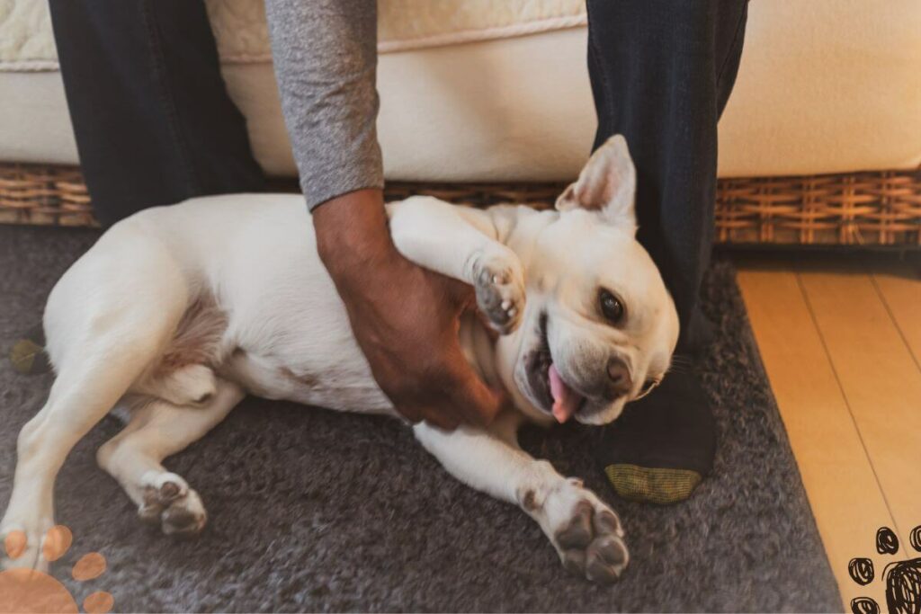 Why Does My Dog Hump My Arm? (Reasons + Solutions) Petlity
