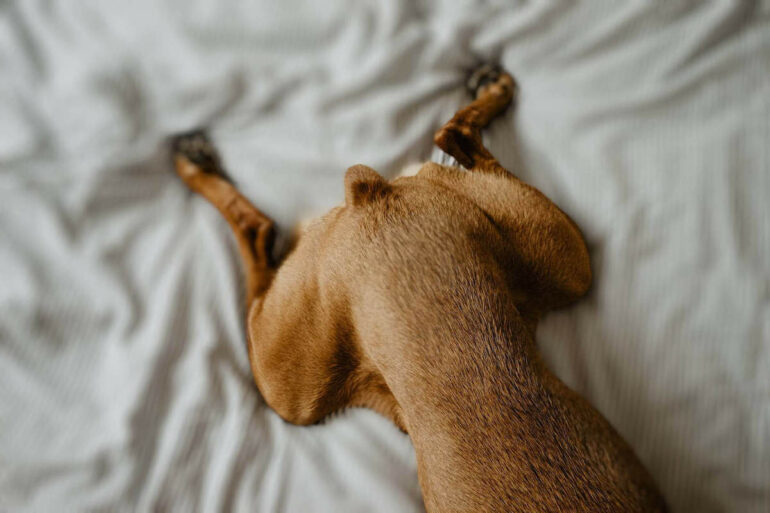 HELP! Why Does My Dog Hump Blankets? Petlity