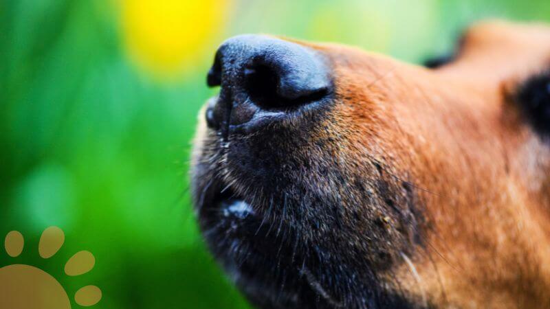 dog nose sniffing