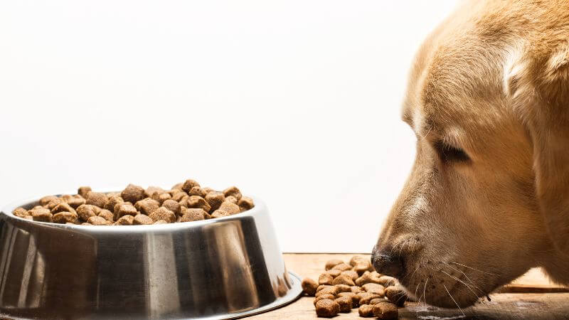 Dog not eating