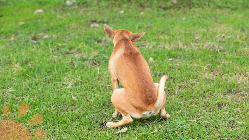 dog peeing on grass