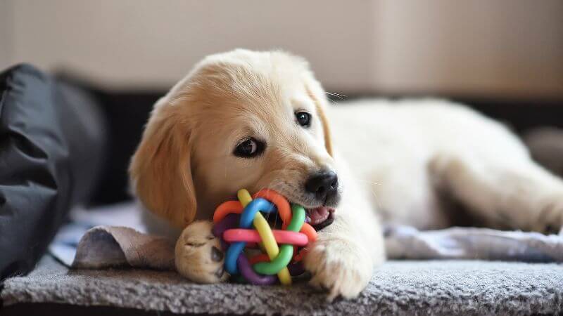 dog playing with toys