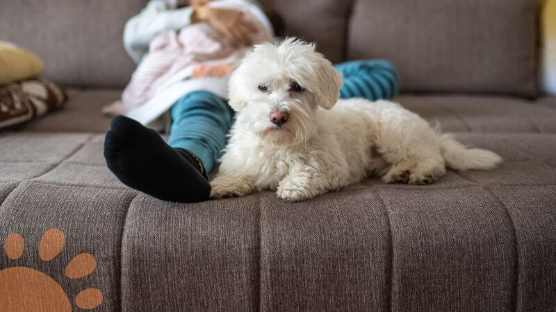 dog protecting owner