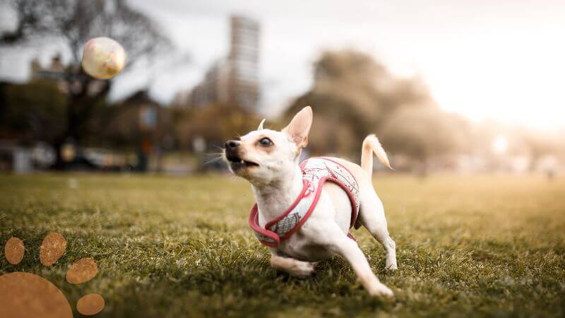 dog running after ball outdoor