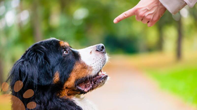 Woman training dog sit command