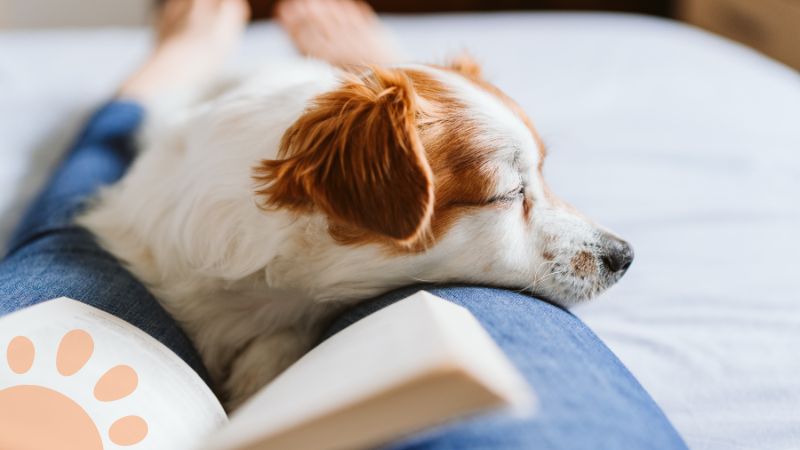 dog sleeping on owner leg