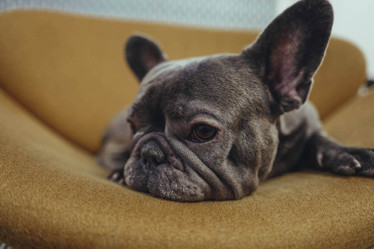 french bulldog health problems