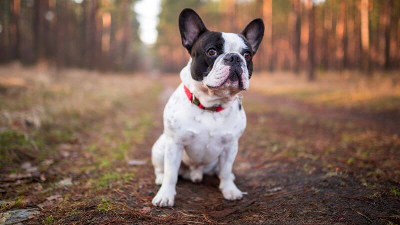 French Bulldog in forest