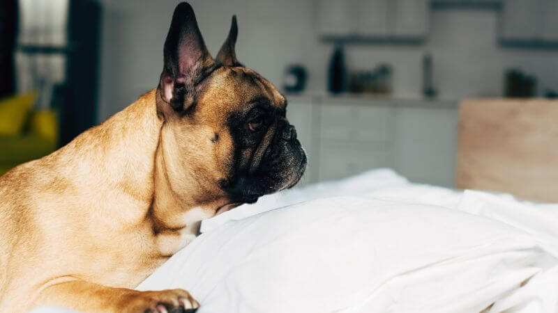 French Bulldog lying on pillow