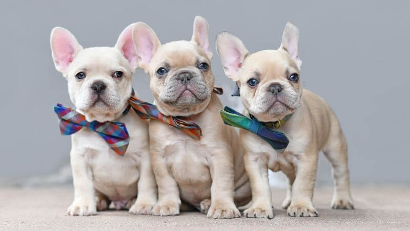 French Bulldog puppies