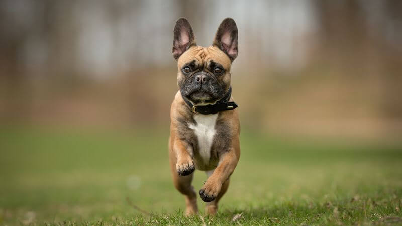 french bulldog running