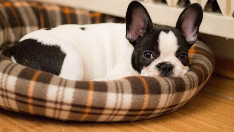 French Bulldog sleeping position round bed