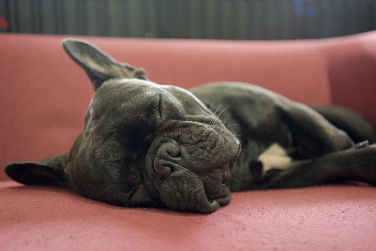 How to stop French Bulldog snoring