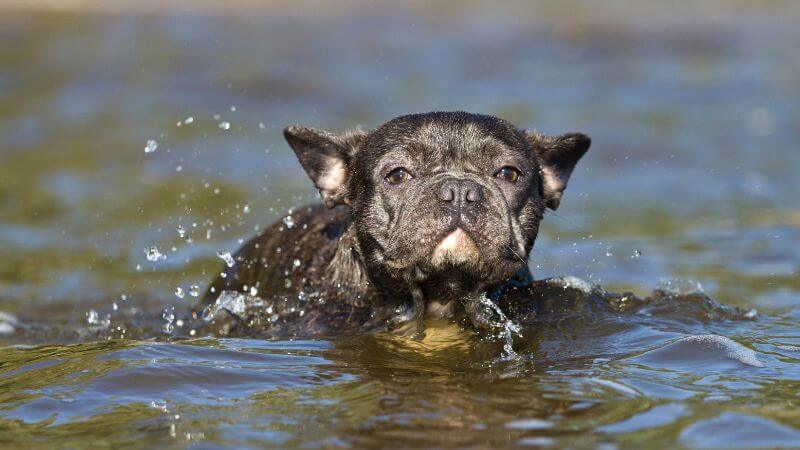 French Bulldog swimming in the water