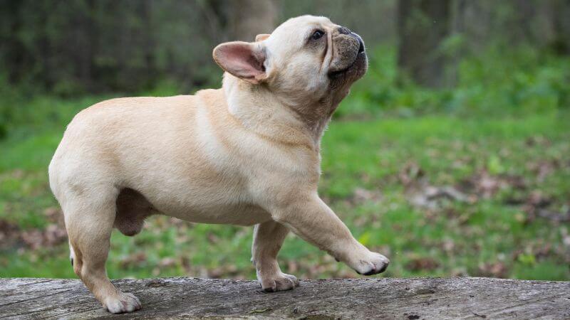 French Bulldog walking outdoor