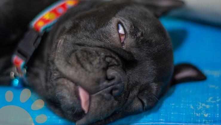 Frenchie with brachycephalic airway syndrome