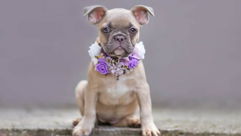 French Bulldog floppy ears