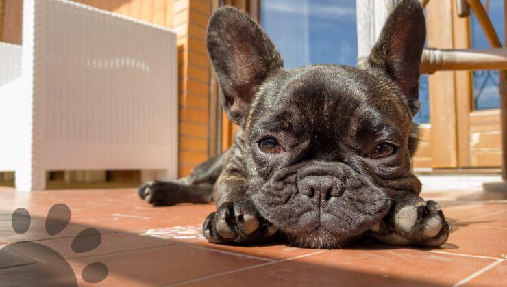 French Bulldog cherry eye